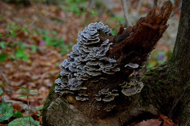 fungi